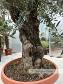Drzewo Oliwne, Oliwka europejska (Olea europaea) wys. całkowita: ok. 250cm