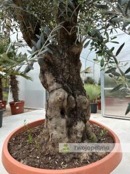 Drzewo-oliwne-olea-europaea-wysokość-całkowita-250-cm-twojapalma