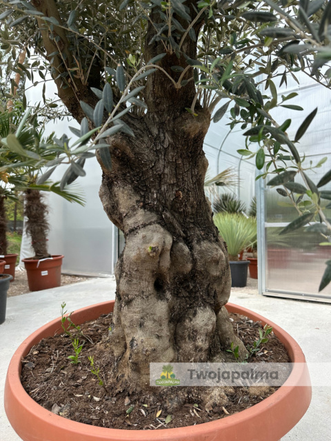 Drzewo Oliwne, Oliwka europejska (Olea europaea) wys. całkowita: ok. 250cm Drzewo Oliwne, Oliwka europejska (Olea europaea) wys. całkowita: ok. 250cm