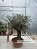 Drzewo Oliwne, Oliwka europejska (Olea europaea) wys. całkowita: ok. 250cm