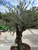 Drzewo Oliwne, Oliwka europejska (Olea europaea) wys. całkowita: ok. 250cm