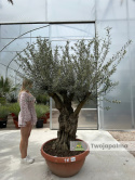 Drzewo Oliwne, Oliwka europejska (Olea europaea) wys. całkowita: ok. 250cm