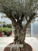 Drzewo Oliwne, Oliwka europejska (Olea europaea) wys. całkowita: ok. 250cm