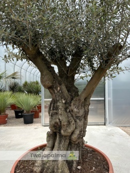 Drzewo-oliwne-olea-europaea-wysokość-całkowita-250-cm-twojapalma