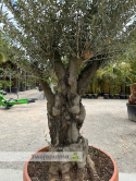Drzewo Oliwne, Oliwka europejska (Olea europaea) wys. całkowita: ok. 250cm