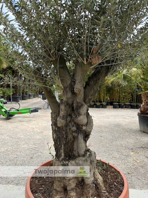Drzewo Oliwne, Oliwka europejska (Olea europaea) wys. całkowita: ok. 250cm Drzewo Oliwne, Oliwka europejska (Olea europaea) wys. całkowita: ok. 250cm