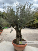 Drzewo Oliwne, Oliwka europejska (Olea europaea) wys. całkowita: ok. 250cm