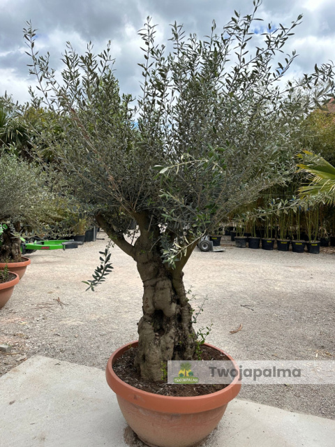 Drzewo Oliwne, Oliwka europejska (Olea europaea) wys. całkowita: ok. 250cm Drzewo Oliwne, Oliwka europejska (Olea europaea) wys. całkowita: ok. 250cm