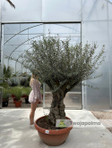 Drzewo Oliwne, Oliwka europejska (Olea europaea) wys. całkowita: ok. 250cm