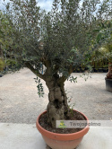 Drzewo Oliwne, Oliwka europejska (Olea europaea) wys. całkowita: ok. 250cm