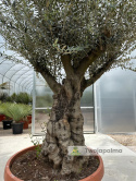 Drzewo Oliwne, Oliwka europejska (Olea europaea) wys. całkowita: ok. 250cm