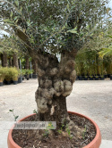 Drzewo Oliwne, Oliwka europejska (Olea europaea) wys. całkowita: ok. 250cm