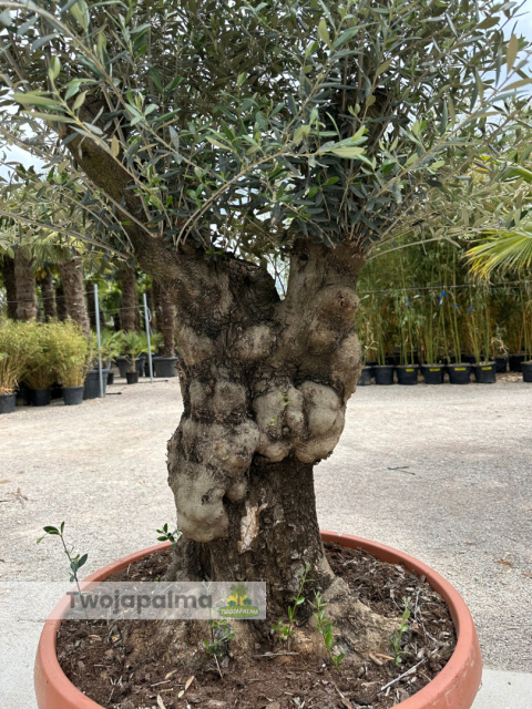 Drzewo Oliwne, Oliwka europejska (Olea europaea) wys. całkowita: ok. 250cm Drzewo Oliwne, Oliwka europejska (Olea europaea) wys. całkowita: ok. 250cm