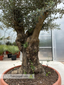 Drzewo Oliwne, Oliwka europejska (Olea europaea) wys. całkowita: ok. 250cm