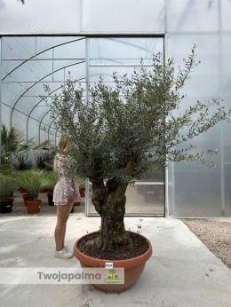Drzewo Oliwne, Oliwka europejska (Olea europaea) wys. całkowita: ok. 250cm