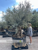 Drzewo Oliwne, Oliwka europejska (Olea europaea) wys. całkowita: ok. 300cm