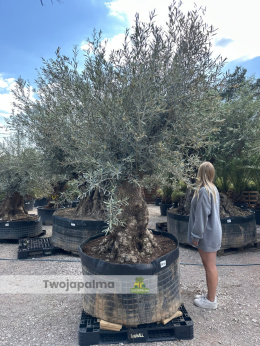 Drzewo Oliwne, Oliwka europejska (Olea europaea) wys. całkowita: ok. 300cm