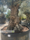 Drzewo Oliwne, Oliwka europejska (Olea europaea) wys. całkowita: ok. 300cm