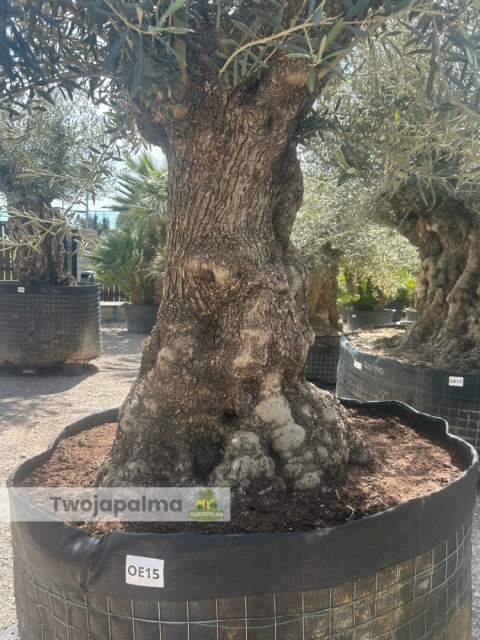 Drzewo Oliwne, Oliwka europejska (Olea europaea) wys. całkowita: ok. 300cm Drzewo Oliwne, Oliwka europejska (Olea europaea) wys. całkowita: ok. 300cm