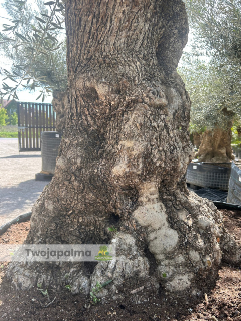 Drzewo Oliwne, Oliwka europejska (Olea europaea) wys. całkowita: ok. 300cm Drzewo Oliwne, Oliwka europejska (Olea europaea) wys. całkowita: ok. 300cm
