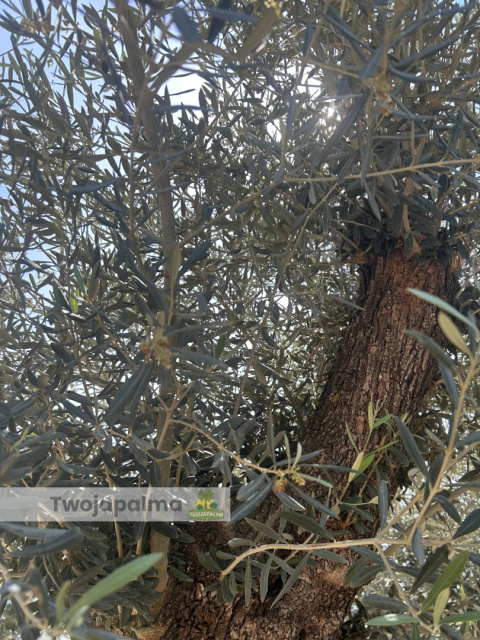 Drzewo Oliwne, Oliwka europejska (Olea europaea) wys. całkowita: ok. 300cm Drzewo Oliwne, Oliwka europejska (Olea europaea) wys. całkowita: ok. 300cm