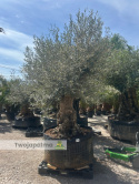 Drzewo Oliwne, Oliwka europejska (Olea europaea) wys. całkowita: ok. 300cm