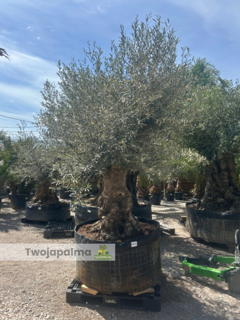 Drzewo Oliwne, Oliwka europejska (Olea europaea) wys. całkowita: ok. 300cm Drzewo Oliwne, Oliwka europejska (Olea europaea) wys. całkowita: ok. 300cm