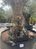 Drzewo Oliwne, Oliwka europejska (Olea europaea) wys. całkowita: ok. 300cm