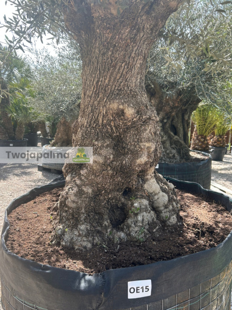 Drzewo Oliwne, Oliwka europejska (Olea europaea) wys. całkowita: ok. 300cm Drzewo Oliwne, Oliwka europejska (Olea europaea) wys. całkowita: ok. 300cm