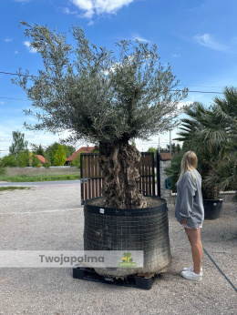 Drzewo Oliwne, Oliwka europejska (Olea europaea) wys. całkowita: ok. 320cm