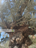 Drzewo Oliwne, Oliwka europejska (Olea europaea) wys. całkowita: ok. 320cm