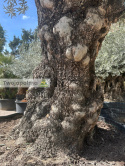 Drzewo Oliwne, Oliwka europejska (Olea europaea) wys. całkowita: ok. 320cm