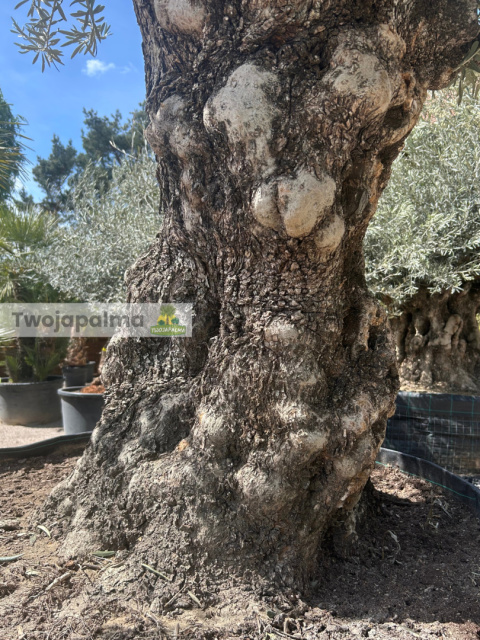 Drzewo Oliwne, Oliwka europejska (Olea europaea) wys. całkowita: ok. 320cm Drzewo Oliwne, Oliwka europejska (Olea europaea) wys. całkowita: ok. 320cm