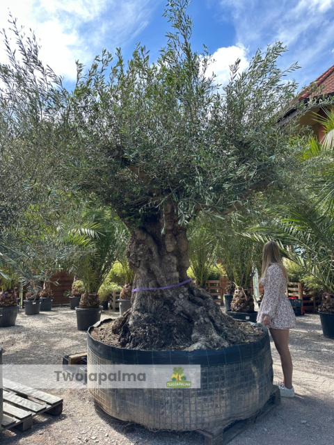 Drzewo Oliwne, Oliwka europejska (Olea europaea) wys. całkowita: ok. 350cm Drzewo Oliwne, Oliwka europejska (Olea europaea) wys. całkowita: ok. 350cm