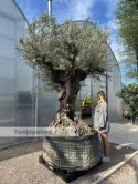 Drzewo Oliwne, Oliwka europejska (Olea europaea) wys. całkowita: ok. 350cm