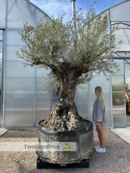 Drzewo Oliwne, Oliwka europejska (Olea europaea) wys. całkowita: ok. 350cm