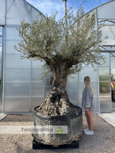 Drzewo Oliwne, Oliwka europejska (Olea europaea) wys. całkowita: ok. 350cm Drzewo Oliwne, Oliwka europejska (Olea europaea) wys. całkowita: ok. 350cm