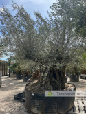 Drzewo Oliwne, Oliwka europejska (Olea europaea) wys. całkowita: ok. 350cm