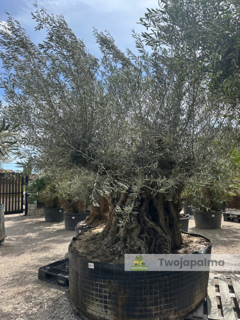 Drzewo Oliwne, Oliwka europejska (Olea europaea) wys. całkowita: ok. 350cm Drzewo Oliwne, Oliwka europejska (Olea europaea) wys. całkowita: ok. 350cm