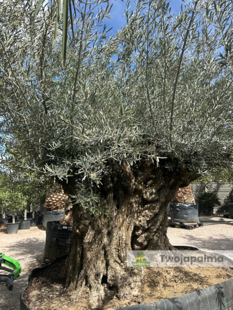 Drzewo Oliwne, Oliwka europejska (Olea europaea) wys. całkowita: ok. 350cm Drzewo Oliwne, Oliwka europejska (Olea europaea) wys. całkowita: ok. 350cm