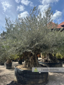 Drzewo Oliwne, Oliwka europejska (Olea europaea) wys. całkowita: ok. 350cm