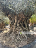 Drzewo Oliwne, Oliwka europejska (Olea europaea) wys. całkowita: ok. 350cm