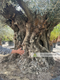 Drzewo Oliwne, Oliwka europejska (Olea europaea) wys. całkowita: ok. 350cm