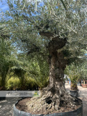 Drzewo Oliwne, Oliwka europejska (Olea europaea) wys. całkowita: ok. 350cm