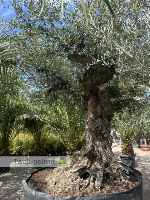 Drzewo Oliwne, Oliwka europejska (Olea europaea) wys. całkowita: ok. 350cm Drzewo Oliwne, Oliwka europejska (Olea europaea) wys. całkowita: ok. 350cm