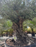 Drzewo Oliwne, Oliwka europejska (Olea europaea) wys. całkowita: ok. 350cm