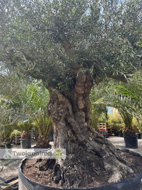 Drzewo Oliwne, Oliwka europejska (Olea europaea) wys. całkowita: ok. 350cm Drzewo Oliwne, Oliwka europejska (Olea europaea) wys. całkowita: ok. 350cm