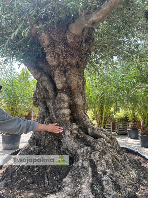 Drzewo Oliwne, Oliwka europejska (Olea europaea) wys. całkowita: ok. 350cm Drzewo Oliwne, Oliwka europejska (Olea europaea) wys. całkowita: ok. 350cm