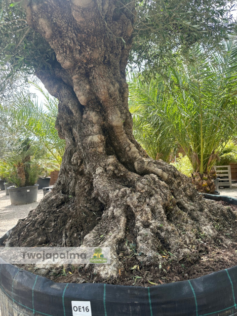 Drzewo Oliwne, Oliwka europejska (Olea europaea) wys. całkowita: ok. 350cm Drzewo Oliwne, Oliwka europejska (Olea europaea) wys. całkowita: ok. 350cm
