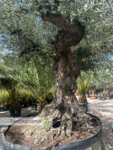Drzewo Oliwne, Oliwka europejska (Olea europaea) wys. całkowita: ok. 350cm